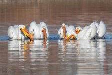 PelicanGroupFishing-91.jpg