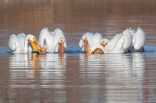 PelicanGroupFishing-92.jpg
