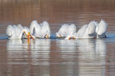 PelicanGroupFishing-93.jpg