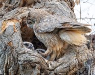 OwlMomKids-91.jpg