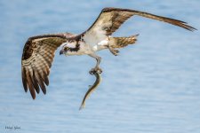 OspreyFish-92.jpg