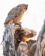 OwlLedge-92.jpg