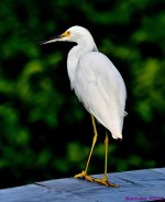 DSC_6390_001.JPG