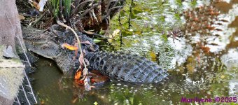 DSC_6509_stitch3_001.JPG