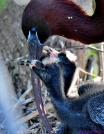 DSC_6606_001.JPG