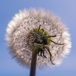 Dandy Clock_DSC0846.jpg
