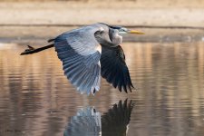 GBHFlight-92.jpg