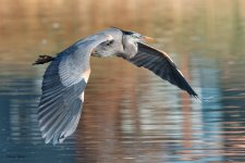 GBHFlight-93.jpg