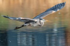 GBHFlight-94.jpg