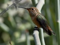 Hummer5.jpg
