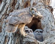 OwlMomFeeding-92.jpg