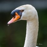 DSC_7725.jpg