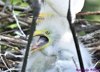 DSC_6659_001.JPG