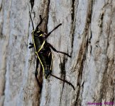 DSC_6785_001.JPG