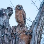 OwlettesAllFour-98.jpg