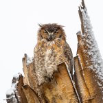OwlWet-96.jpg