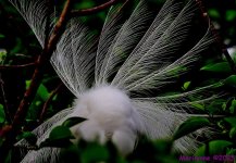 DSC_6847_001.JPG