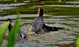 DSC_6919_001.JPG