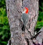 DSC_7029_001.JPG