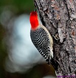 DSC_7038_001.JPG