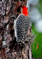 DSC_7048_001.JPG
