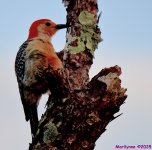 DSC_7065_001.JPG