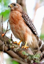 DSC_7169_001.JPG