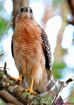 DSC_7171_001.JPG
