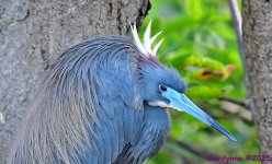 DSC_7206_001.JPG