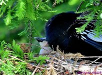 DSC_7226_001.JPG