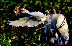DSC_7251_001.JPG