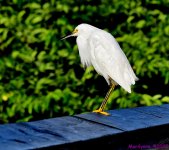 DSC_7261_001.JPG