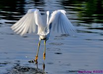 DSC_7262_001.JPG