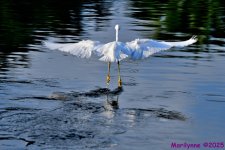 DSC_7263_001.JPG