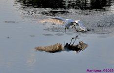 DSC_7265_001.JPG