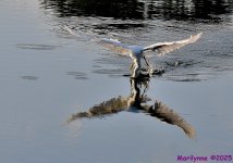 DSC_7266_001.JPG