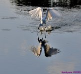 DSC_7267_001.JPG