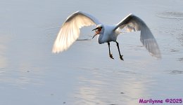DSC_7269_001.JPG