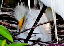 DSC_7245_001.JPG