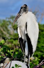 DSC_7276_001.JPG