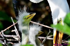 DSC_7328_001.JPG