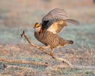 PChickenPerched-102.jpg