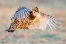 PChickenFlight-98.jpg
