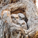 OwlettesTres-98.jpg