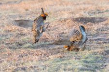 PChickenFight-105.jpg