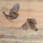 PChickenFight-107.jpg