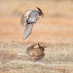 PChickenFight-108.jpg