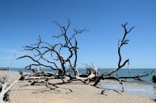 2025-04-19 001 Botany Bay SC - for upload.jpg