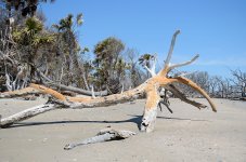 2025-04-19 002 Botany Bay SC - for upload.jpg