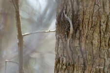Brown creeper sm.jpg